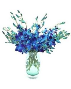 Azul de la orquídea en un florero de 12 tallos de flores